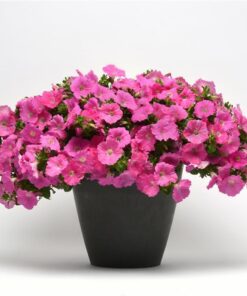Petunia Easy Wave Pink