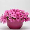 Petunia Easy Wave Pink Passion