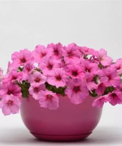 Petunia Easy Wave Pink Passion