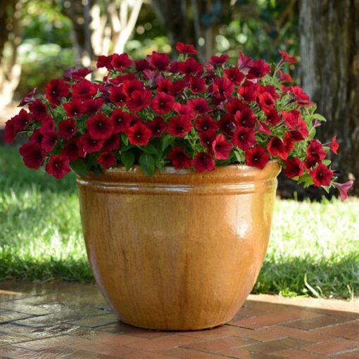 Petunia Easy Wave Red Velour