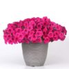 Petunia Easy Wave Rose