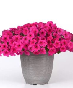 Petunia Easy Wave Rose