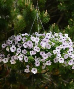 Petunia Easy Wave Silver