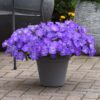 Petunia Easy Wave Sky Blue
