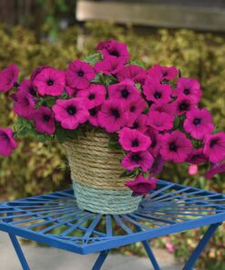 Petunia Easy Wave Violet