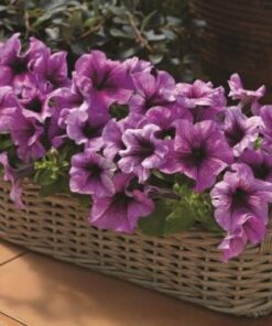 petunia tritunia plum