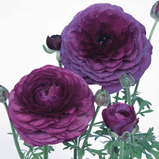 Ranunculus Purple