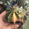 Gymnocalycium Mihanovichii Lb2178 Verigated Cactus Single Spine