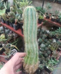 Notocactus magnificus Cactus