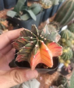Gymnocalycium Mihanovichii Lb2178 Verigated Cactus