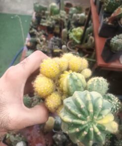 Alternative view of Echinopsis Variegated Cactus Clump