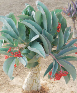 Cyphostemma Juttae