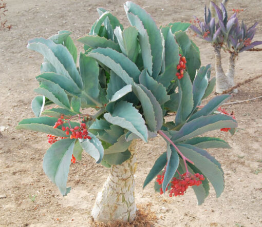Cyphostemma Juttae