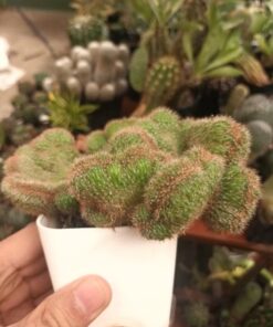 Crested Cactus plant
