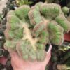 Crested Cactus plant