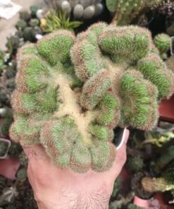 Crested Cactus plant