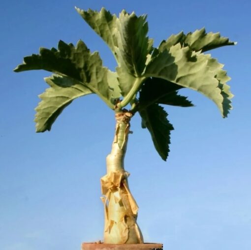 Cyphostemma Bainesii