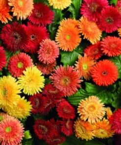 Gerbera Cartwheel Autumn
