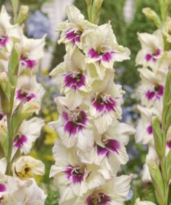 Gladiolus Amber Mistique