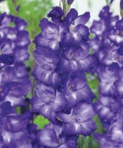 Gladiolus Chemistry