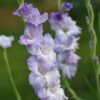Gladiolus Perfomer