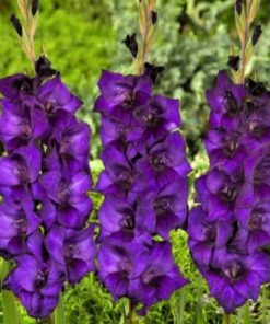 Gladiolus Purple Flora