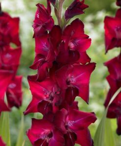 Gladiolus Tavira