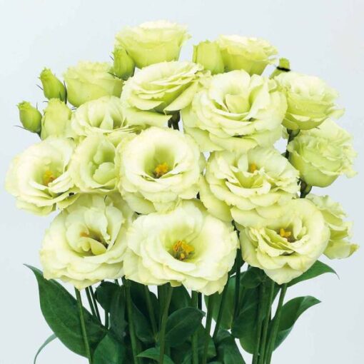 Lisianthus Rosita 3 Jade