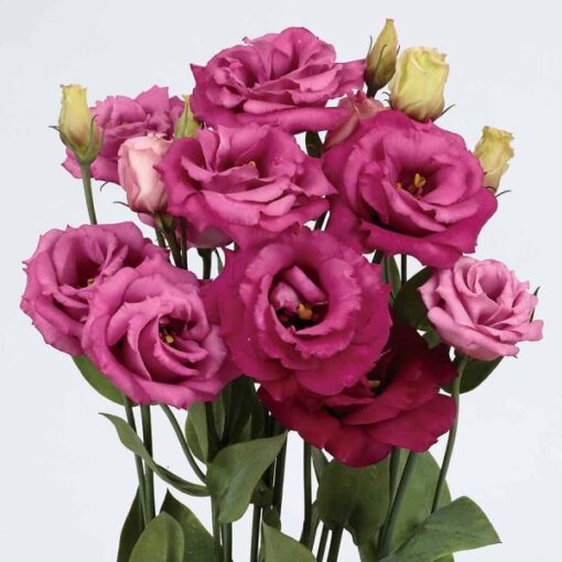 Lisianthus Rosita 3 Purple Rose