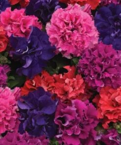 petunia double bold
