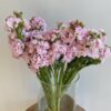 Stock Iron Cherry Blossom