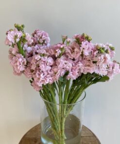 Stock Iron Cherry Blossom
