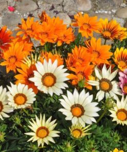 Gazania Star Light