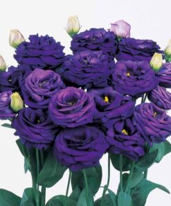 Lisianthus Rosita 3 Blue