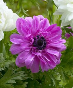 Anemone Admiral