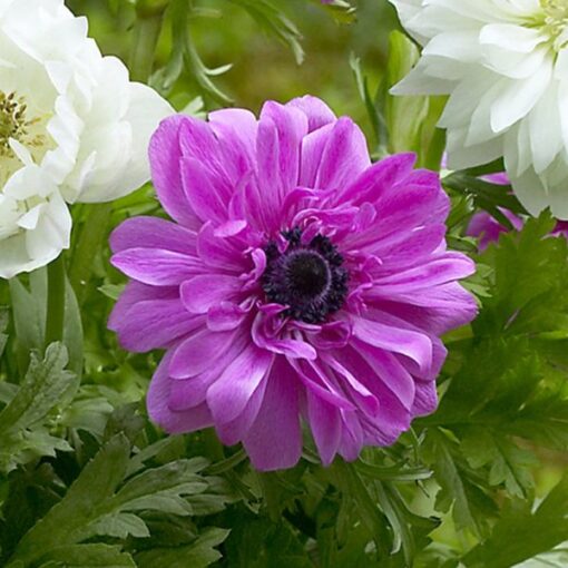 Anemone Admiral