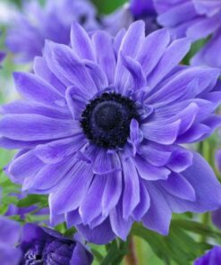 Anemone Lord Lieutenant