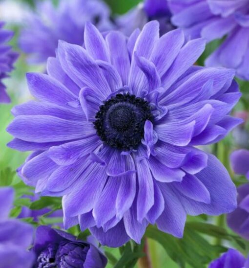 Anemone Lord Lieutenant