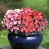 Begonia Semperflorens F1 Super Olympia