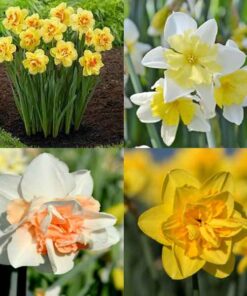 daffodils combo