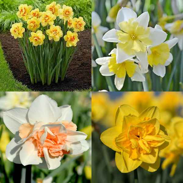 daffodils combo
