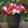 Impatiens Beacon