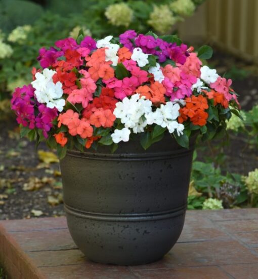 Impatiens Beacon