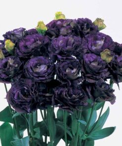 Lisianthus Rosanne Black Pearl