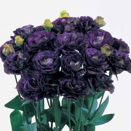 Lisianthus Rosanne Black Pearl