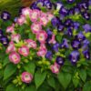 torenia duches