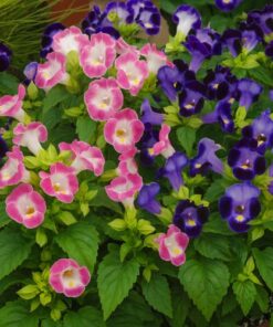 torenia duches