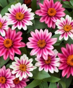 Zinnia Profusion Cherry Bicolor