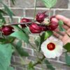 Hibiscus Roselle