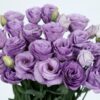 Lisianthus Rosita 3 Lavender
